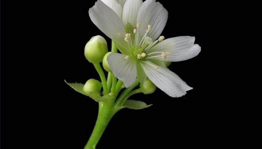 The flower. Image from Wikimedia Commons.