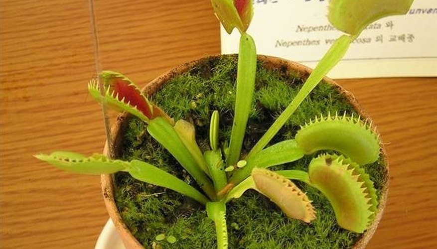 Photo Credit: Image from Wikimedia Commons. How Does the Venus Flytrap Reproduce?