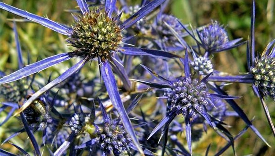 Burdock | Garden Guides