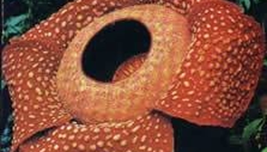 Photo Credit: Library of Congress Types of Endangered Rainforest Plants