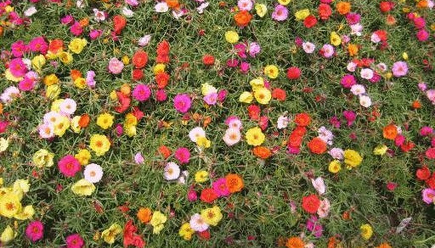 how-to-grow-portulaca-from-seeds-garden-guides