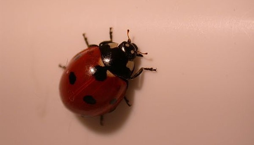 Photo Credit: ImageAfter.com/Photos8.com Make a Ladybug Habitat