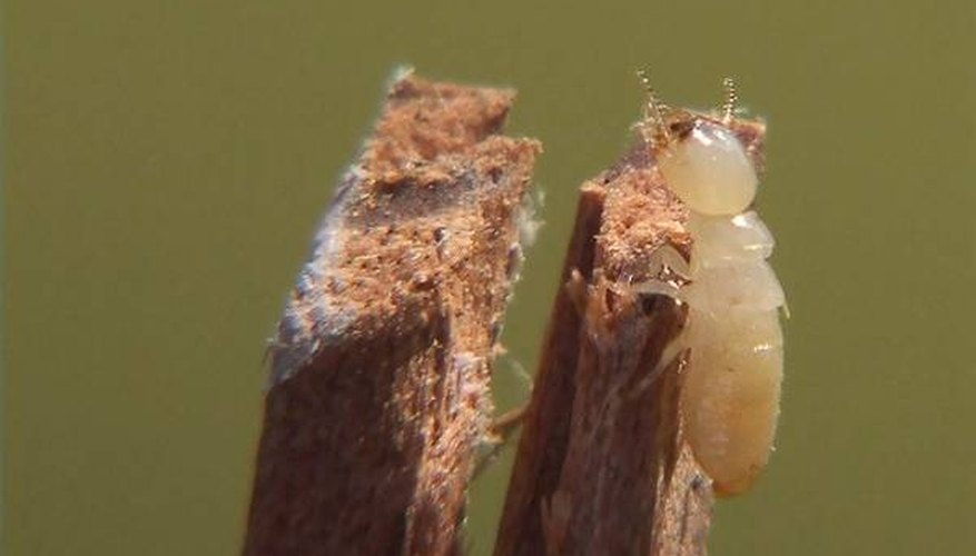 Typical white, wingless worker termite. Typical white, wingless worker termite.