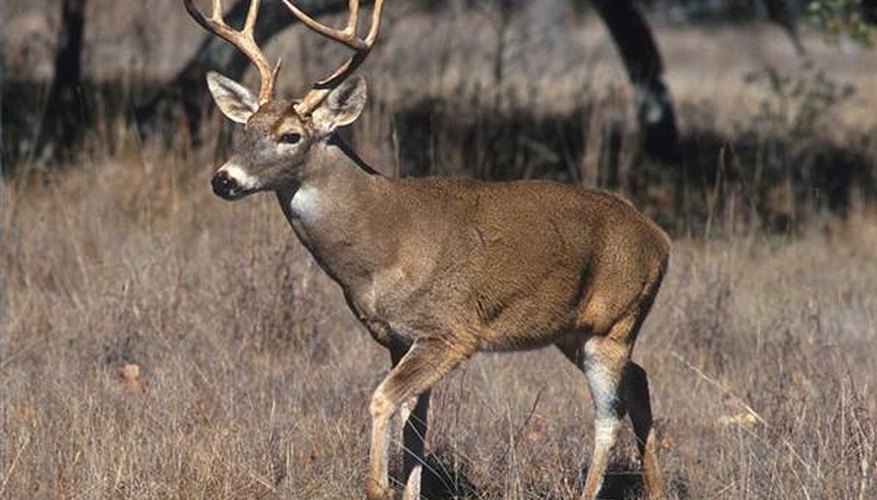 What Guns Do You Use While Deer Hunting?