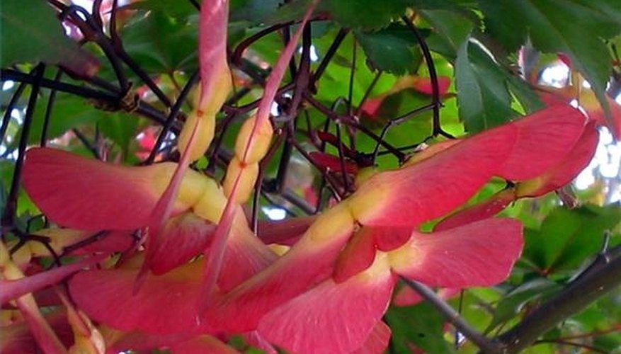 Red Maple Samaras (Photo by Audrey)