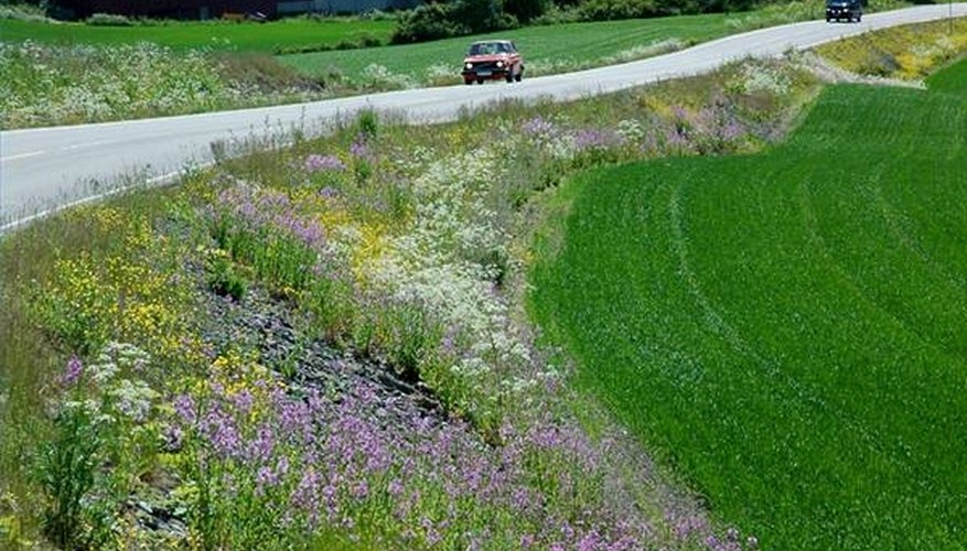 Flowers on the roadside Flowers on the roadside