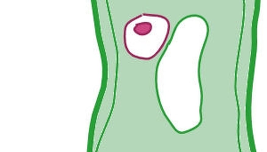 Add the nucleus and nucleolus.