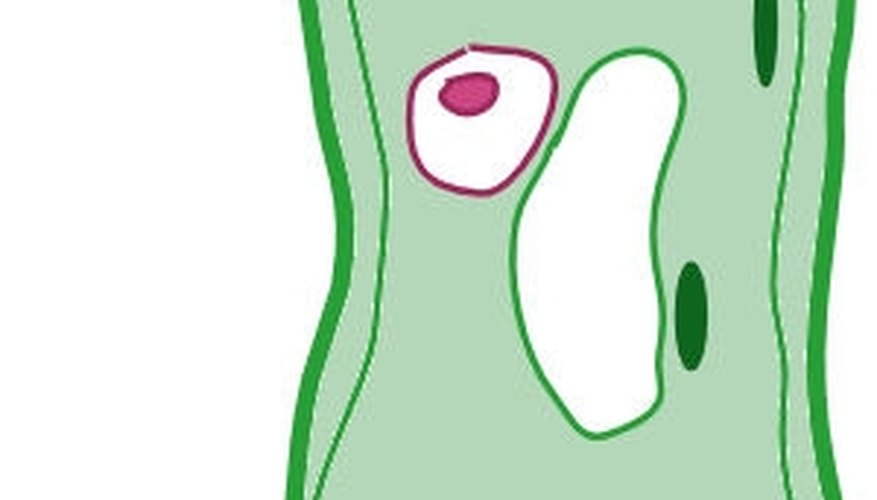 Add chloroplasts.