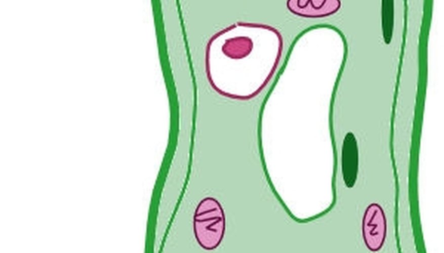 Ilustrate the mitochondria.