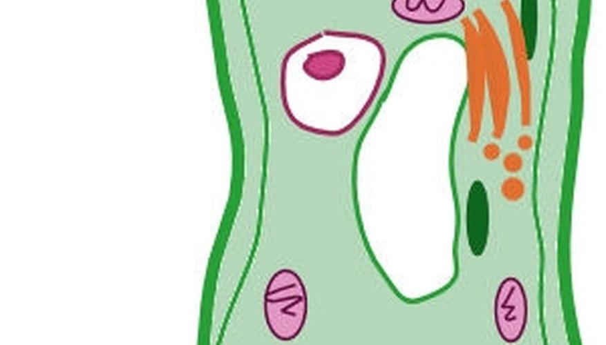 Add golgi vesicles.