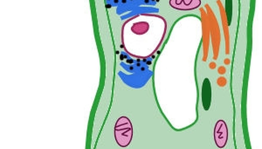 Illustrate the endoplasmic reticulum and ribosomes.