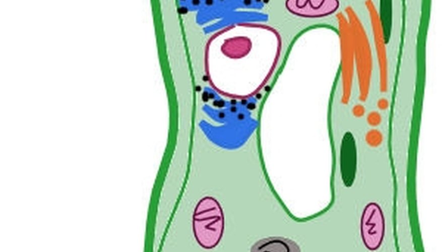 How to Make a Plant Cell Diagram | Sciencing