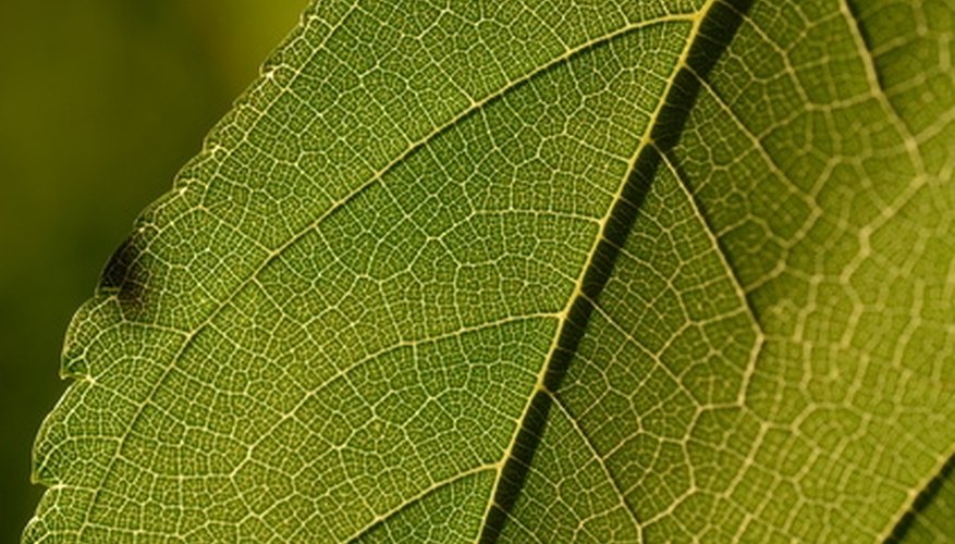 Photo Credit: feuille image by razorconcept from <a href='http://www.fotolia.com'>Fotolia.com</a> A plant cell diagram can be helpful in teaching science to students.