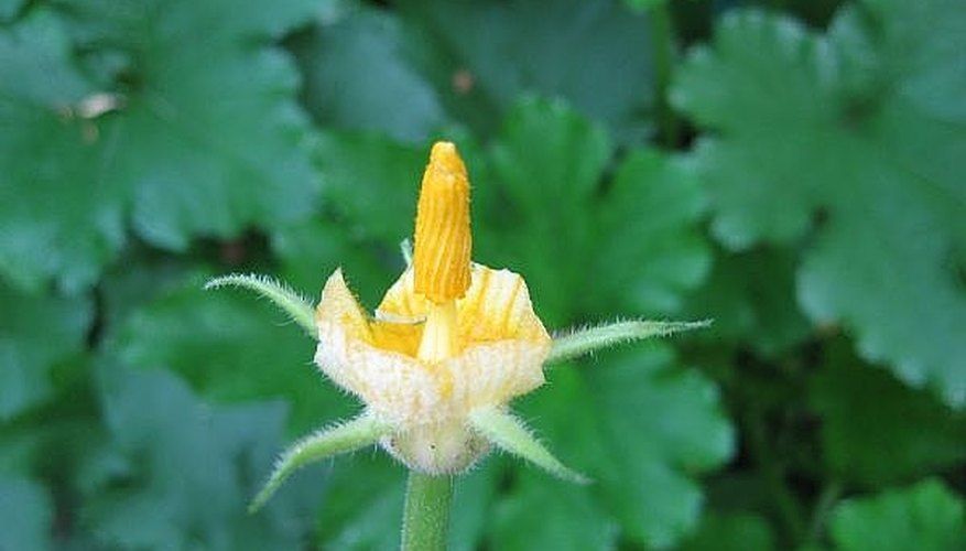 How to Prevent Blossom End Rot in Zucchini Squash by Hand ...