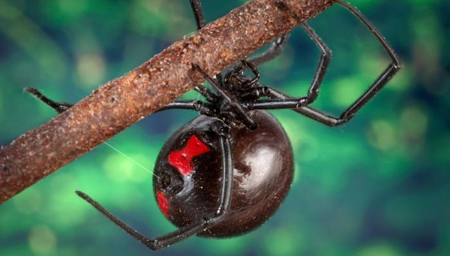 Photo Credit: James Gathany--Wikipedia Commons Public Domain Dangerous Spiders in North Carolina
