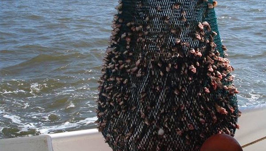 The Best Time & Place to Catch Shrimp on the Texas Coast