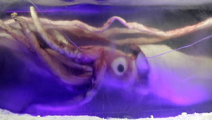 http://en.wikipedia.org/wiki/File:Giant_squid_melb_aquarium03.jpg