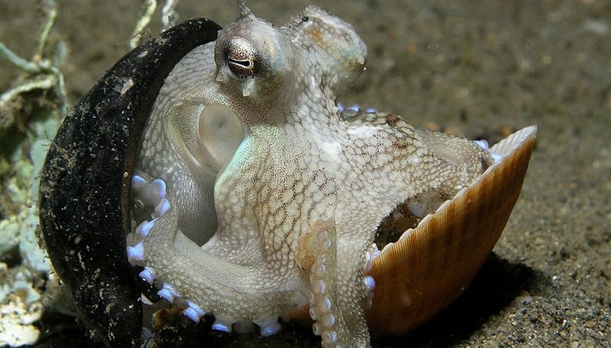 http://en.wikipedia.org/wiki/File:Octopus_shell.jpg