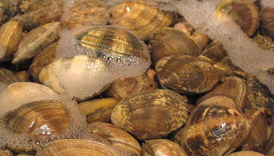 http://en.wikipedia.org/wiki/File:Clams.JPG