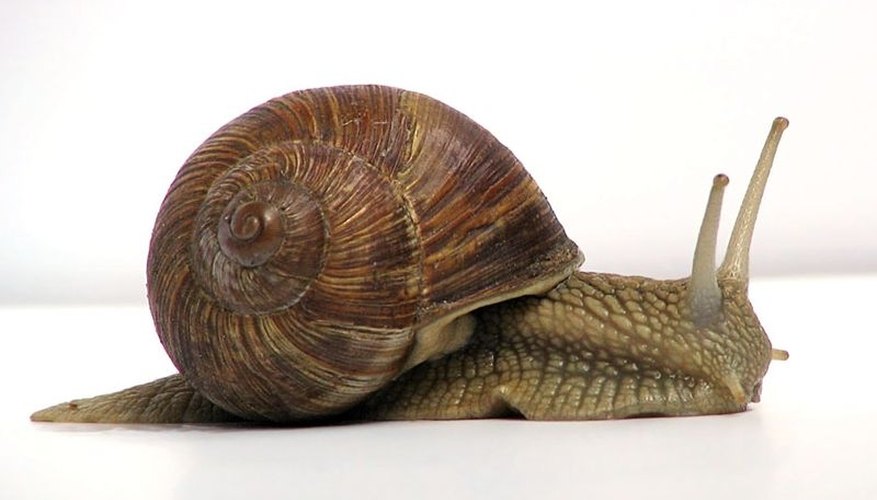 http://en.wikipedia.org/wiki/File:Grapevinesnail_01.jpg