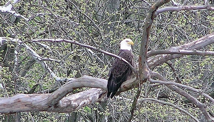 Photo Credit: Bald Eagle Sited in Pennsylvania. Image by ICM1863 http://www.flickr.com/photos/lcd1863/3490092062/sizes/m/ Northeast Bird Identification