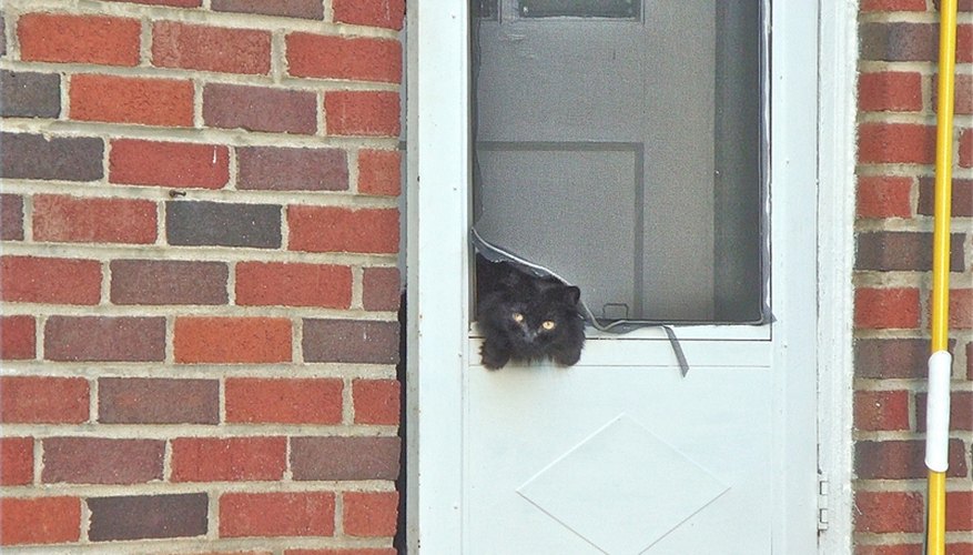 Screen Door and Friend Screen Door and Friend