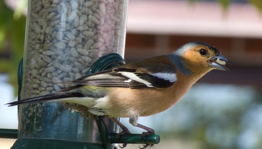 A small bird eating from a homemade tube feeder. A small bird eating from a homemade tube feeder.