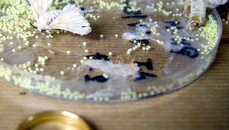 Silkworm moths laying eggs