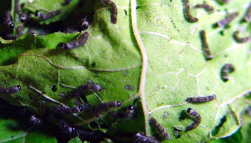 Recently hatched silkworms