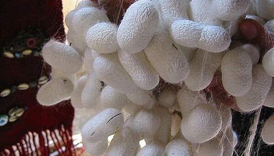 Silkworm cocoons