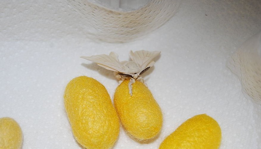 Female silkworm moth on cocoon