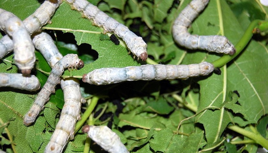 Photo Credit: Fastily: wikimedia.org; WeFt: wikimedia.org; WeFt: wikimedia.org; Fastily: wikimedia.org; Katpatuka: wikimedia.org; Fastily: wikimedia.org Life Cycle of a Silkworm