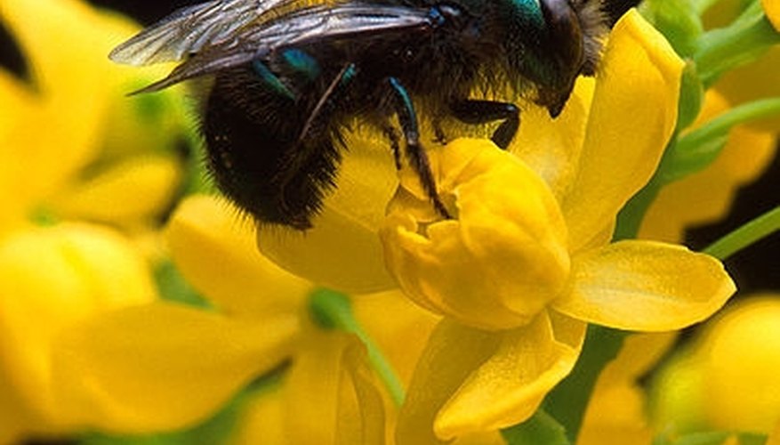 Photo Credit: Wikimedia Commons What Flowers Do Bees Like?
