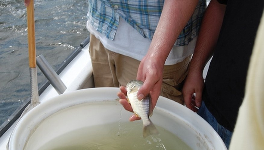 Make a Live Homemade Bait Tank