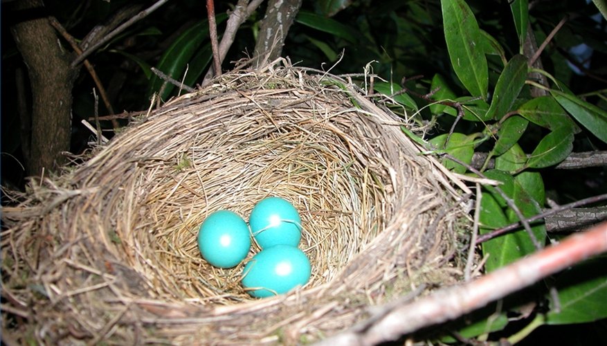 eggs robin hatch does take laying lay nest before female clara days maxwell updated march