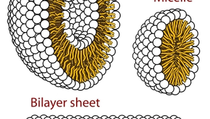 Phospholipid membranes, Wikipedia.