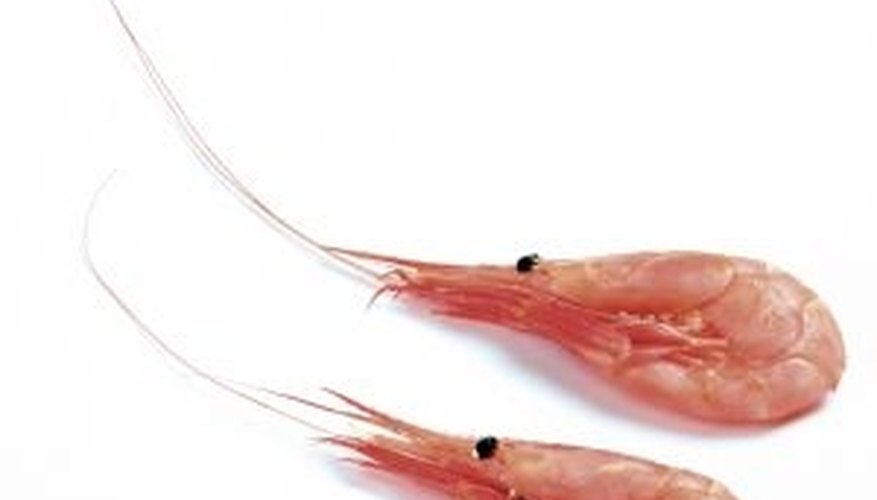 How to Cure Bait Shrimp
