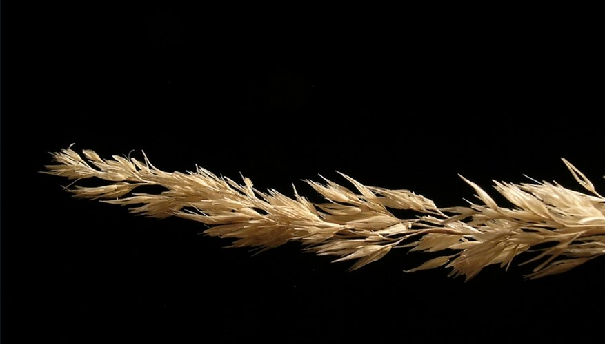 Wheat (photo by Thorne Enterprises http://www.flickr.com/photos/thorne-enterprises/1833328266/) Wheat (photo by Thorne Enterprises http://www.flickr.com/photos/thorne-enterprises/1833328266/)