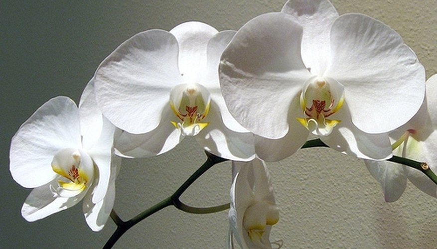 How to Prune an Orchid Plant Garden Guides