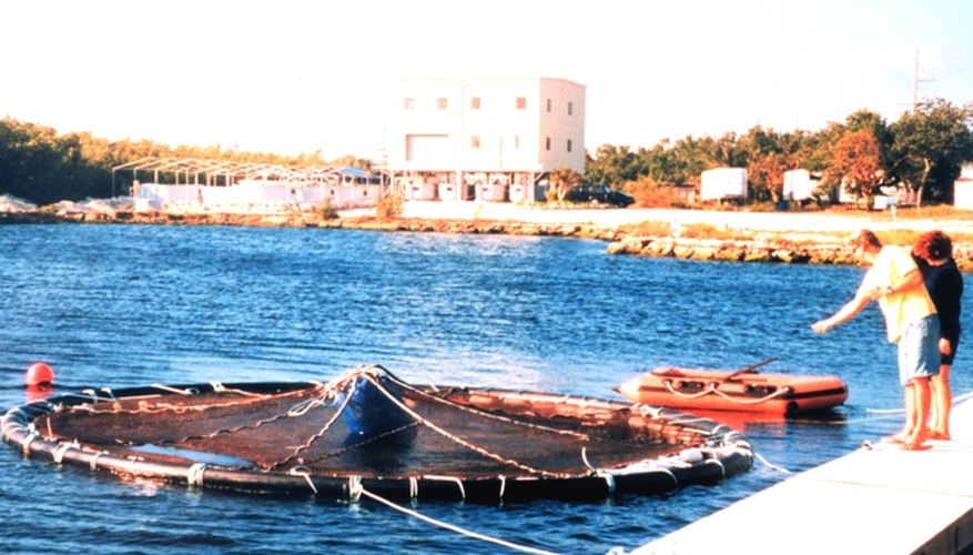 Cages for fish cage farming may be round or rectangular.