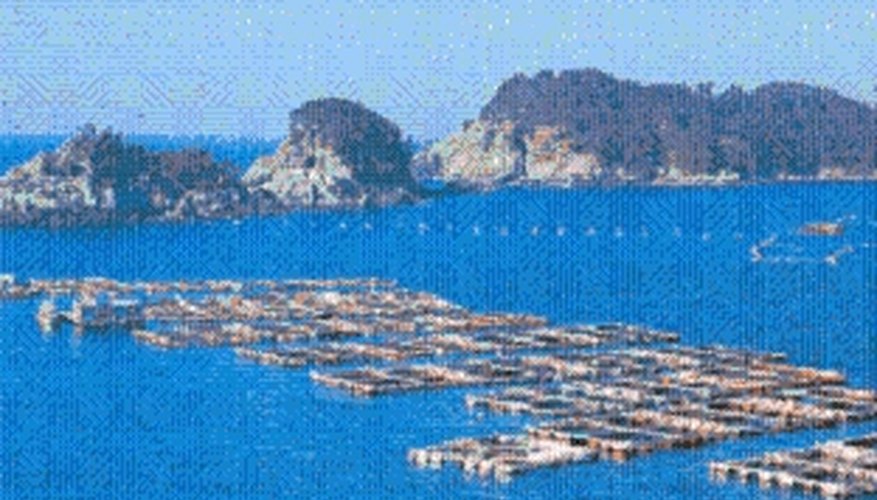 Large fish cage farms are created by using multiple cages
