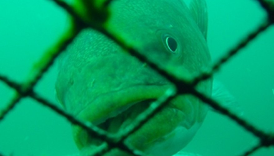 Photo Credit: usa.gov images http://www.magazine.noaa.gov/stories/images/curious_cod_cover.jpg,http://www.photolib.noaa.gov/700s/fish1371.jpg,http://www.lib.noaa.gov/retiredsites/korea/main_species/sea_breams.files/bream005.gif Fish Cage Farming