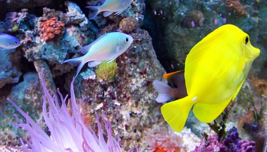 Facts About Saltwater Fish