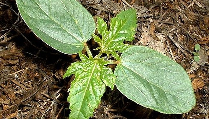 Photo Credit: Rickjpelleg/Wikimedia Commons Grow plants inside a 2 liter pop bottle