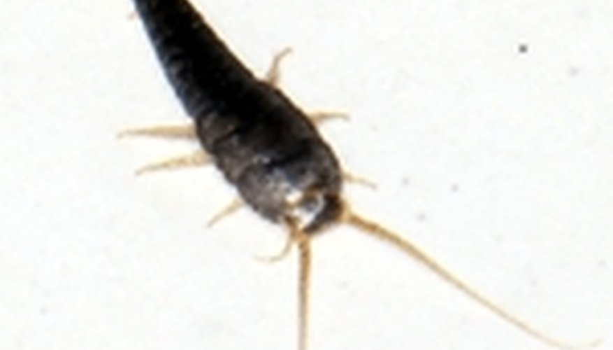 Make Silverfish Control Make Silverfish Control