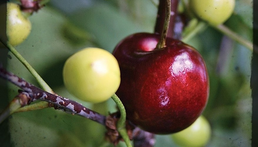 What Fruit Trees Grow the Quickest? | Garden Guides