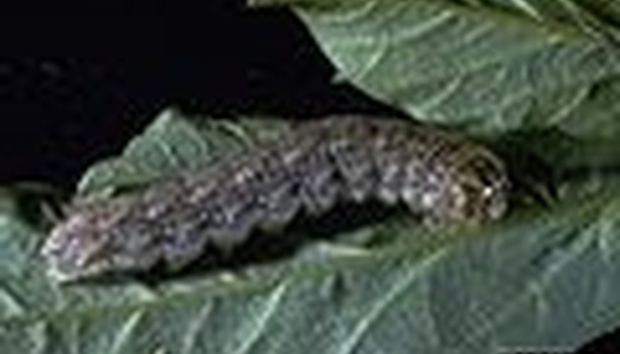 How to Get Rid of Cutworms | Garden Guides