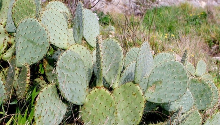 Can Humans Drink the Water Out of a Cactus?