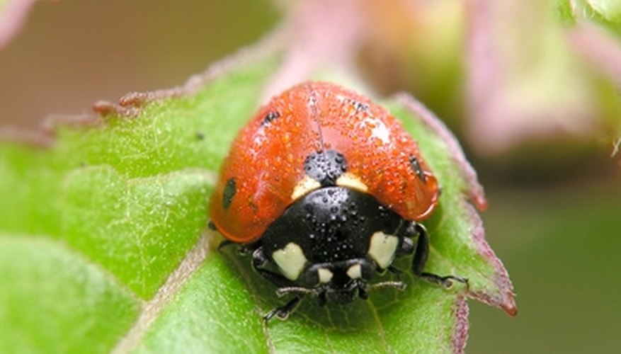 Plants That Attract Lady Bugs | Garden Guides