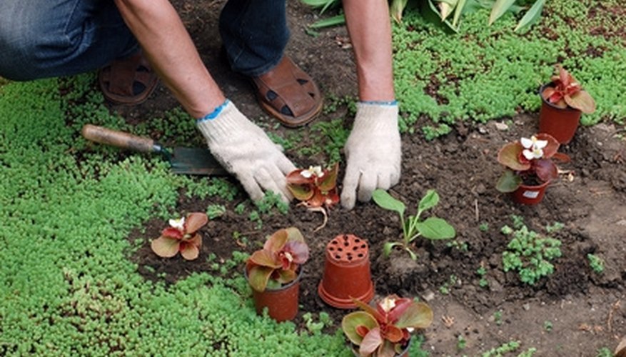 Planting by hand Planting by hand